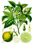 Citrus aurantium ssp bergamia
